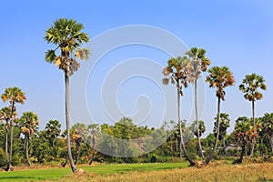 Sugar palms tree