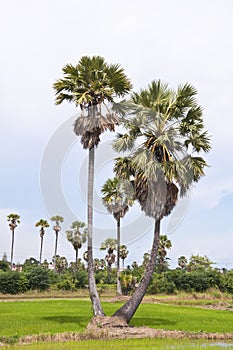 Sugar palms trees and rice field