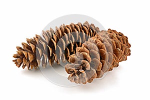 Sugar pine cones