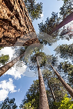Sugar pine trees, a photo taken from below in Yosemite National Park