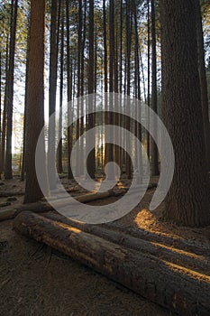 Sugar pine walk in Australia