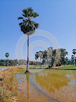 Sugar plam on the rice flieds