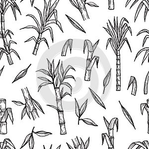 Sugar plant seamless pattern. Hand drawn sugarcane vector background. Agriculture production sketch texture