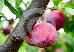 Sugar plums on a tree branch