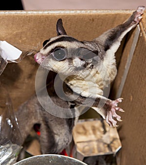 Sugar Possum Australian marsupial in a box at home playing kinda