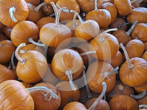 Sugar Pumpkins at a Farmers Market