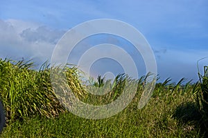 Sugar Ranch Paia, Maui photo