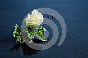 Sugar Rose Corsage photo