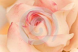 Sugar rose fondant close up wallpaper