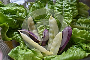 Sugar snap peas in different colours on a salad bed