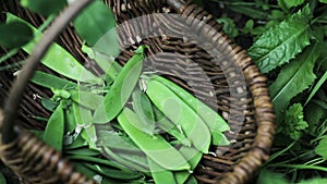 sugar Snap Peas Harvest