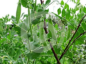 Snow peas and flowers grow on the plant in the vegetable garden