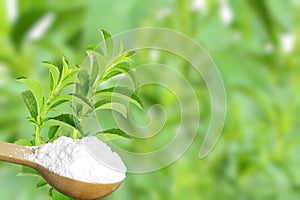 Sugar substitute Stevia plant and extract on unfocus background