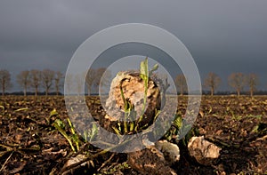 Sugarbeets left on a field after harvest