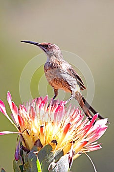 Sugarbird on Protea