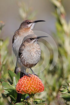 Sugarbirds on Pincushion