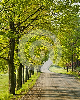 Sugarbush Canopy in Spring