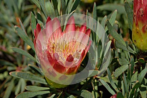 Sugarbush flower photo
