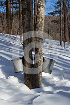 Sugarbush Maple Taps