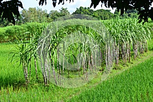 Sugarcan plant Views