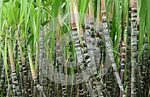 SUGARCANE