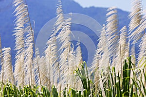 Sugarcane on a background of mountains