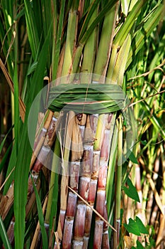 Sugarcane Bunch