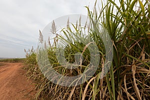 Sugarcane, Burkina Faso