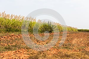 Sugarcane, Burkina Faso