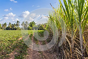 Sugarcane photo