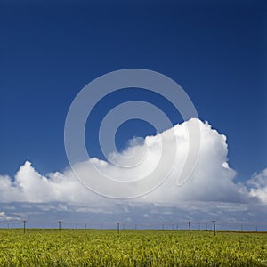 Sugarcane crop field in Maui.