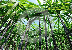 Sugarcane crops