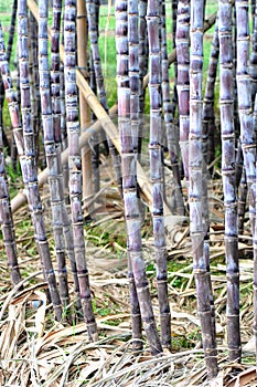 Sugarcane cultivate