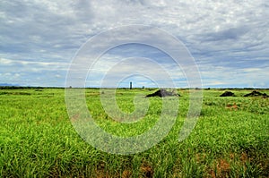 Sugarcane cultivation land