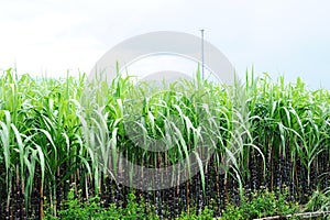 Sugarcane farm
