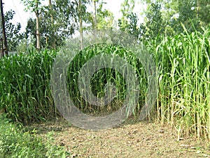 SUGARCANE FARM IN MEERUT , INDIA