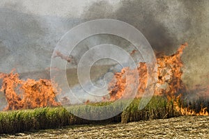 Sugarcane feild on fire
