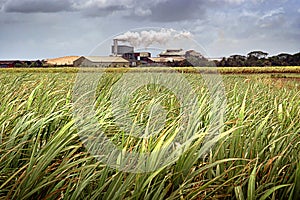 Sugarcane Field