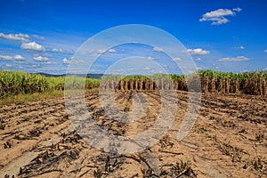 Sugarcane field