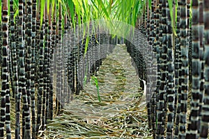 Sugarcane field