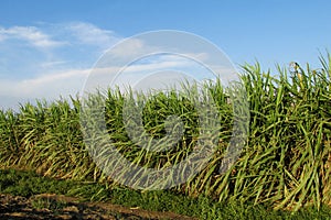 Sugarcane field