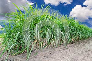 Sugarcane field