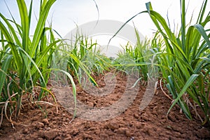 Sugarcane field with blue sky