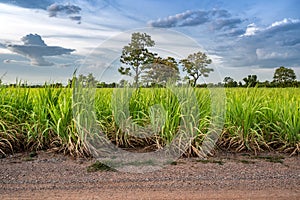 Sugarcane field with blue sky