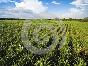 Sugarcane field with blue sky