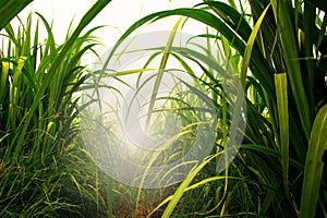 Sugarcane field in blue sky with white sun photo