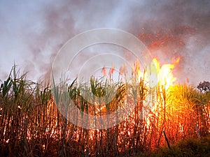 Sugarcane field on fire