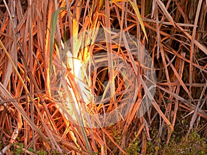 Sugarcane field on fire