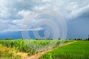 Sugarcane Field with green rice field in a cloudy day