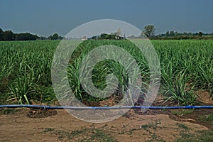 Sugarcane field management and irrigation